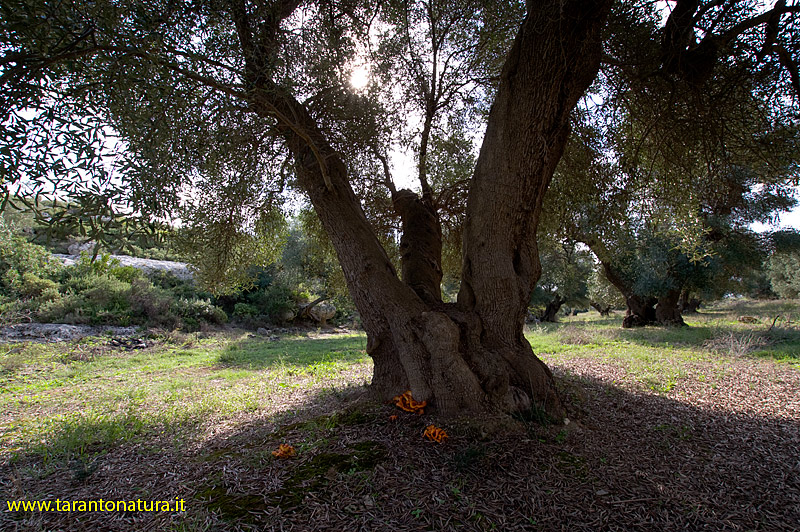 Funghi in un uliveto